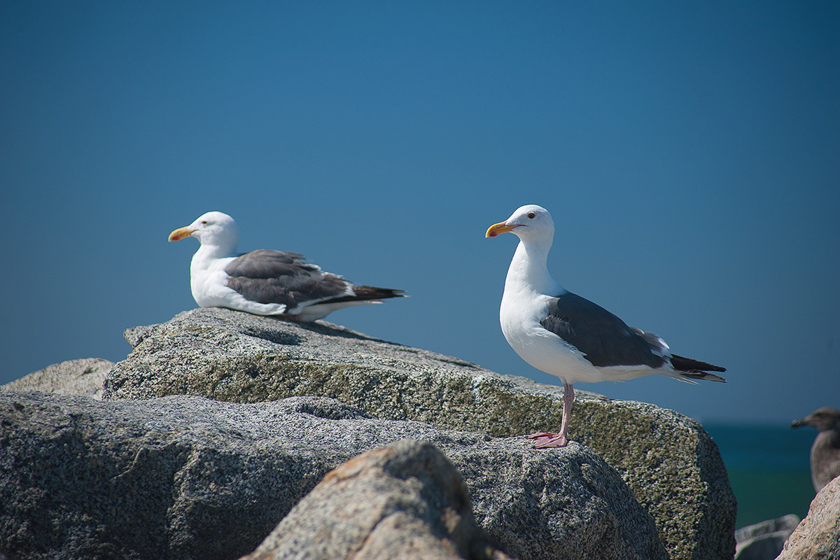 Seagulls at Dockweiler State Beach