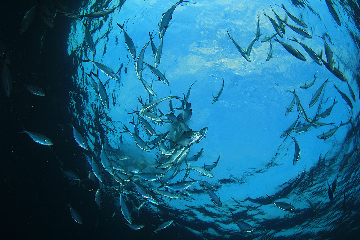 Fishing Nets for sale in Los Angeles, California