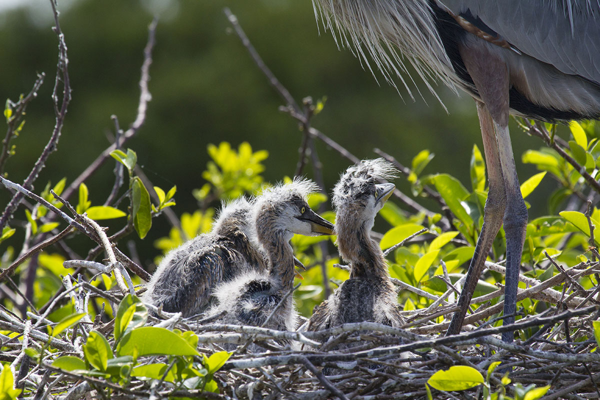 mdr_trees_and_bird_nesting