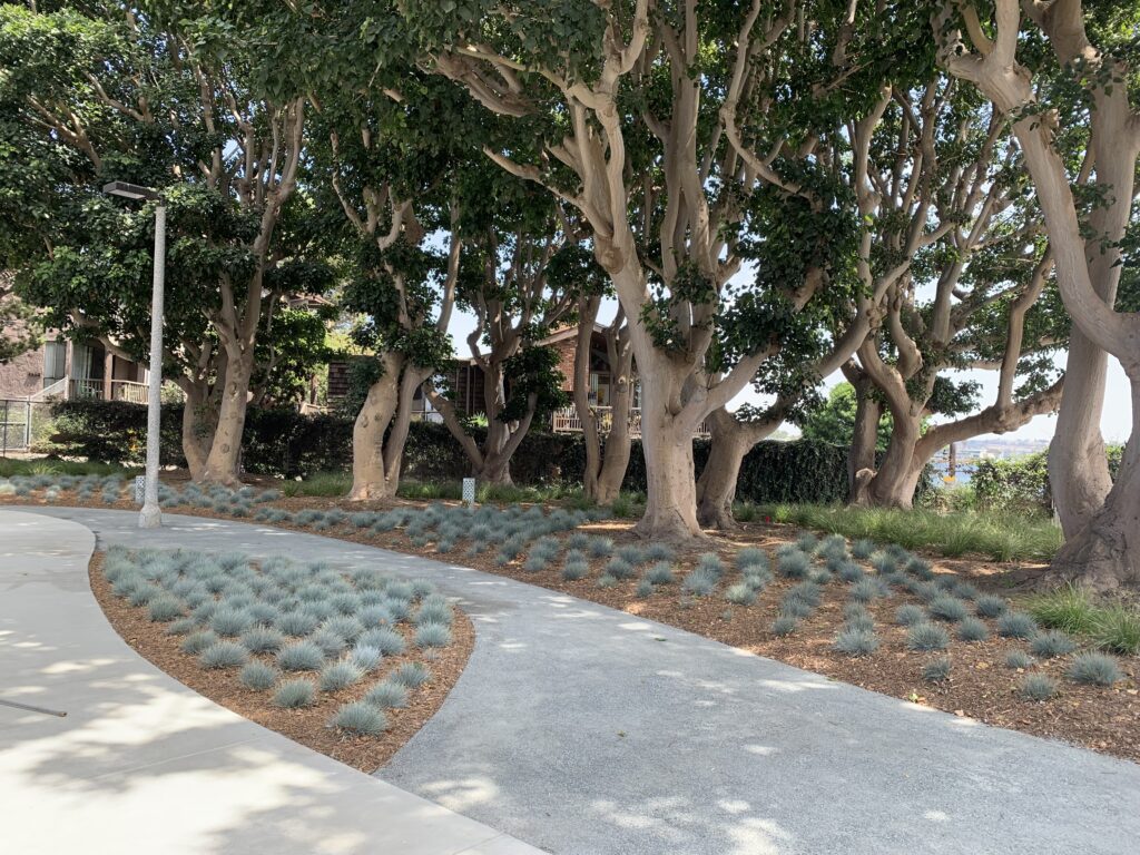 New pathways and landscaping next to mature trees at Aubrey Austin Park in Marina del Rey.