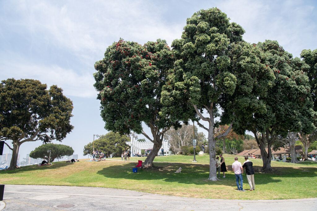 Large trees at Burton Chace Park
