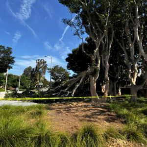 Large tree with fallen limbs extending across a landscaped area blocked off with yellow caution tape.