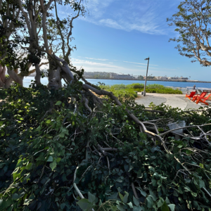 Fallen tree limbs and dense foliage cover the ground beside a waterfront seating area.